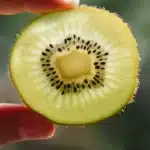 a piece of kiwi fruit on hand