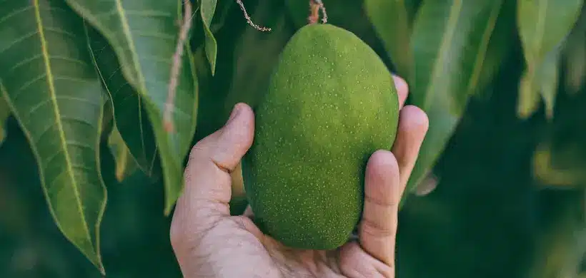 Amrapali mango