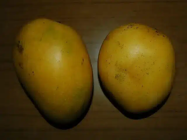 Banganapalle-mango