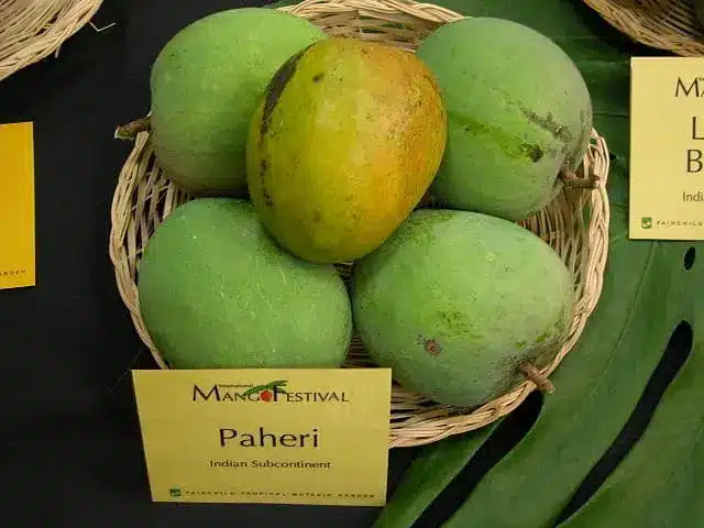 Paheri-mango