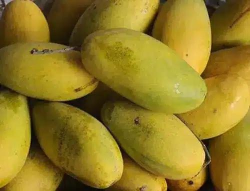 dasheri-mango