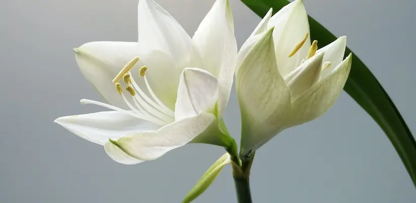 Peace Lilly plant