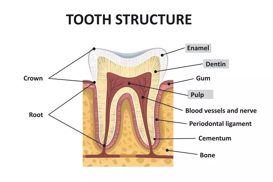 human teeth diagram with names of tooth