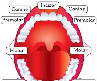 human teeth structure