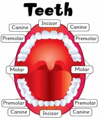 human teeth structure