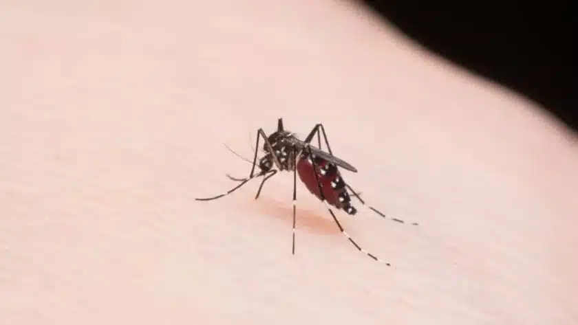 Dengue mosquito