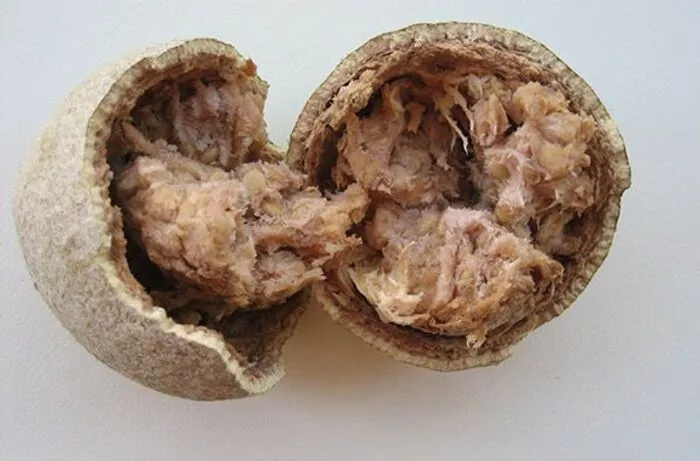 Bael fruit (wood apple)