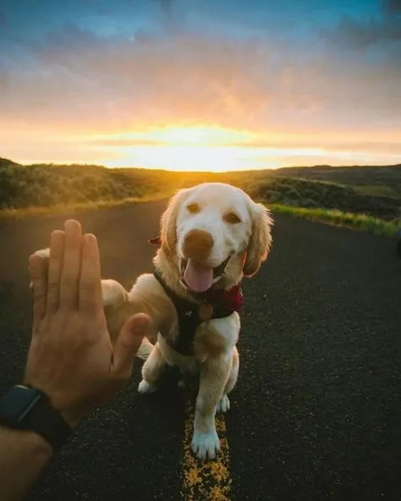 dog doing Hi five with his owner
