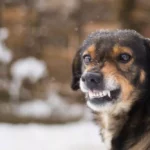 Dog showing his teeth