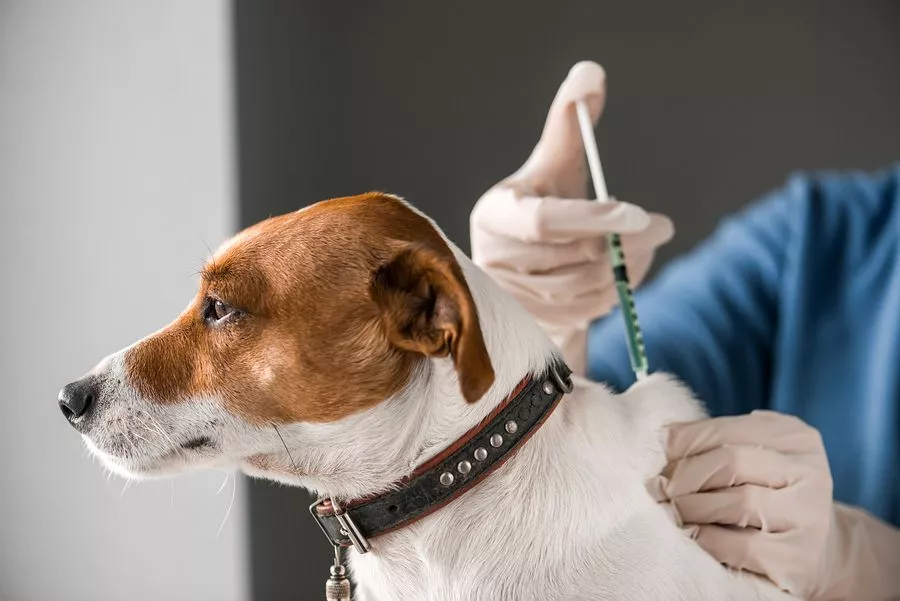 The doctor is injecting the dog neck