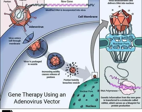 a diagram of gene therapy