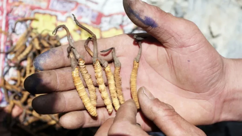 Himalayan Viagra is shown in hand