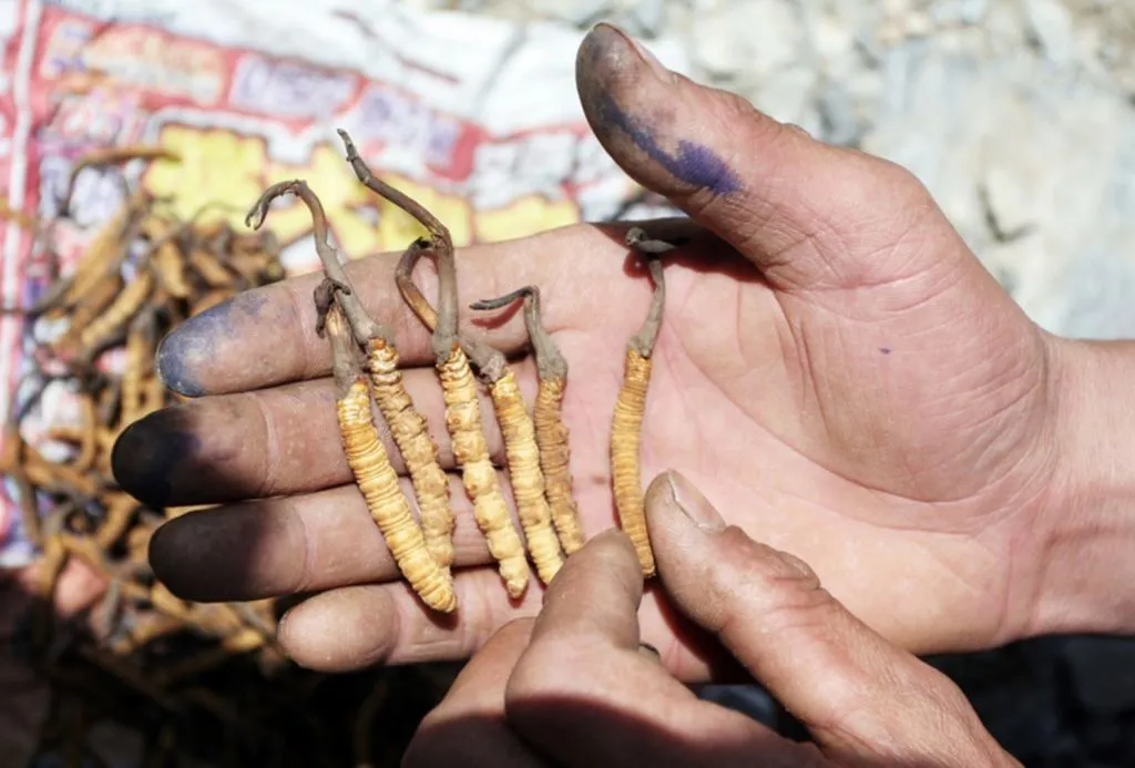 Himalayan Viagra is shown in hand